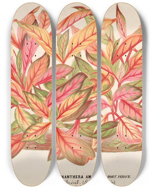 Triptych art skateboard deck of Charles Antoine Lemaire Alternanthera Amabilis Var by Charles Antoine Lemaire (1800-1871)