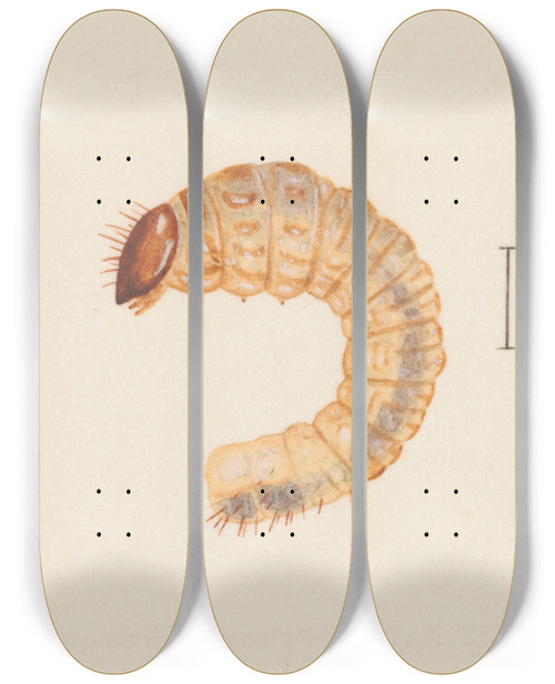 Triptych art skateboard deck of George Hudson Entomology Watercolour Pl019 by George Hudson (1867-1946)