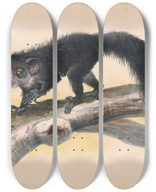 Triptych art skateboard deck of Joseph Wolf The Ayeaye_1 by Joseph Wolf (1820-1899)