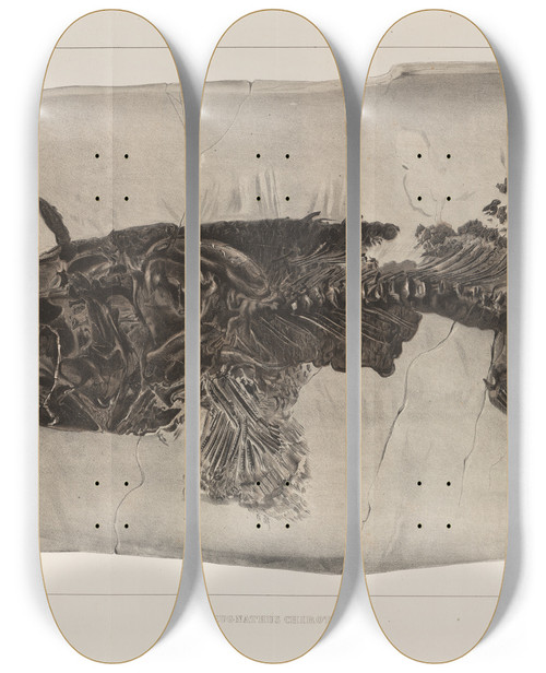 Triptych art skateboard deck of Louis Agassiz Recherches Sur Les Poissons Fossiles Pl219 by Louis Agassiz (1807-1873)