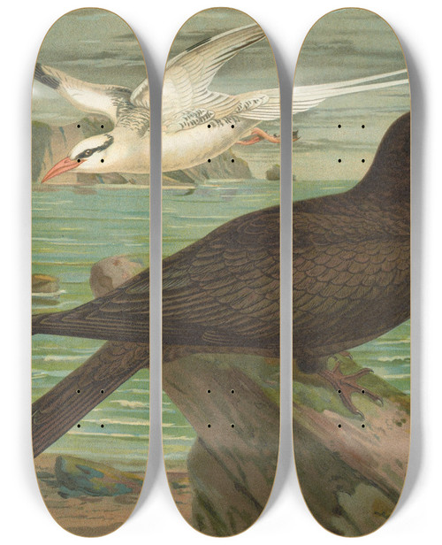 Triptych art skateboard deck of Johann Friedrich Naumann Phaeton Aethereus Fregata Aquila by Johann Friedrich Naumann (1780-1857)