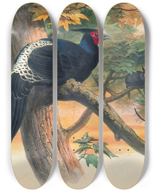 Triptych art skateboard deck of Joseph Wolf Horsfields Kaleege_1 by Joseph Wolf (1820-1899)