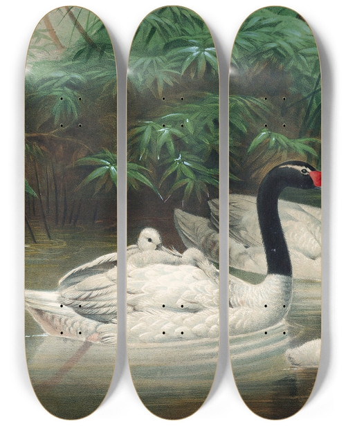 Triptych art skateboard deck of Joseph Wolf The Blacknecked Swan_1 by Joseph Wolf (1820-1899)