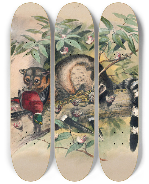Triptych art skateboard deck of Joseph Wolf The Bassaris_1 by Joseph Wolf (1820-1899)