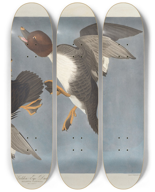 Triptych art skateboard deck of John James Audubon Goldeneye Duck Fuligula Clangula by John James Audubon (1785-1851)