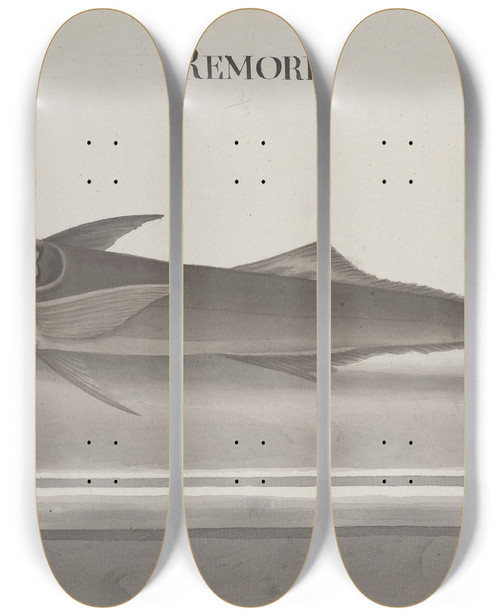 Triptych art skateboard deck of Ren De Rabi Natural History Of Saint Domingue Pl103 by Ren de Rabi (1700-1785)