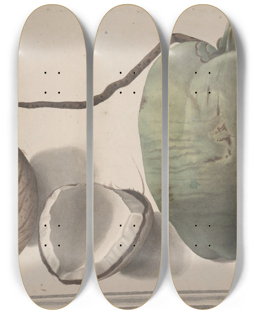 Triptych art skateboard deck of Ren De Rabi Natural History Of Saint Domingue Pl157 by Ren de Rabi (1700-1785)
