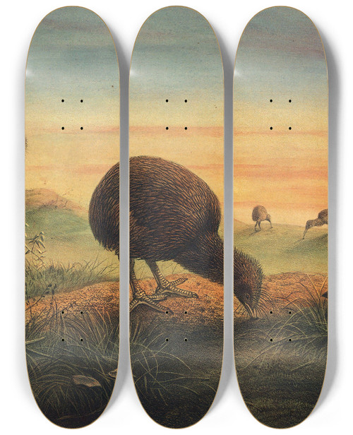 Triptych art skateboard deck of Joseph Wolf Mantells Apteryx_1 by Joseph Wolf (1820-1899)