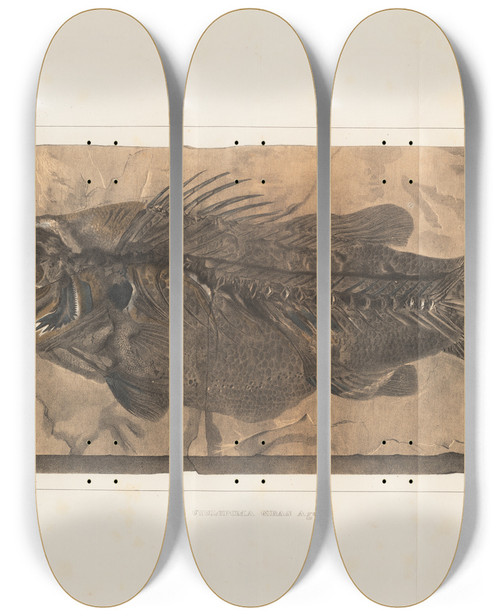 Triptych art skateboard deck of Louis Agassiz Recherches Sur Les Poissons Fossiles Pl348 by Louis Agassiz (1807-1873)