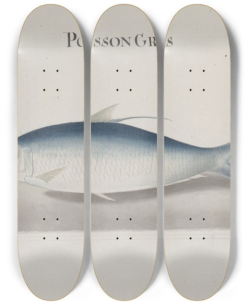 Triptych art skateboard deck of Ren De Rabi Natural History Of Saint Domingue Pl108 by Ren de Rabi (1700-1785)