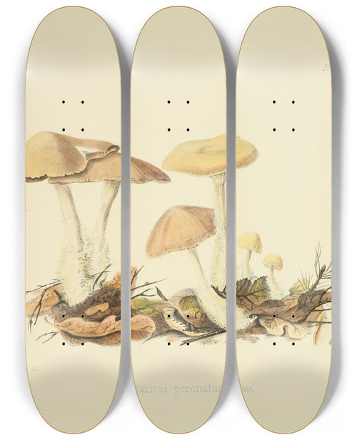 Triptych art skateboard deck of Anna Maria Hussey Illustrations Of British Mycology Pl69 by Anna Maria Hussey (1805-1853)