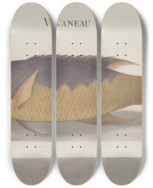 Triptych art skateboard deck of Ren De Rabi Natural History Of Saint Domingue Pl106 by Ren de Rabi (1700-1785)
