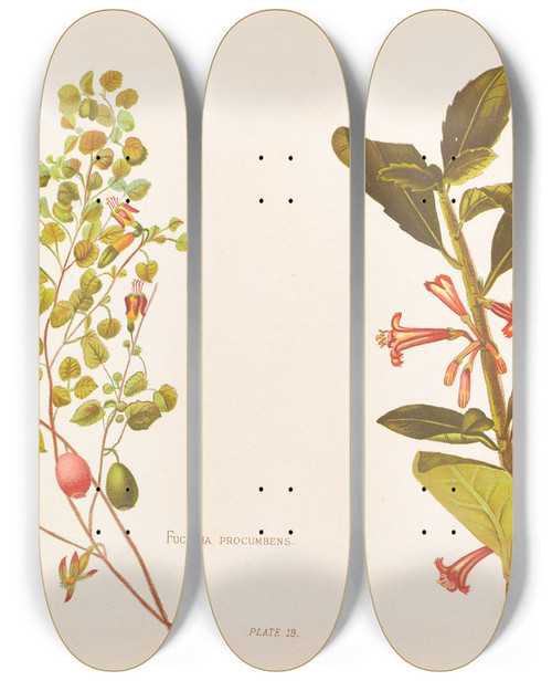 Triptych art skateboard deck of Georgina Burne Hetley Fushia Procumbens by Georgina Burne Hetley (1832-1898)