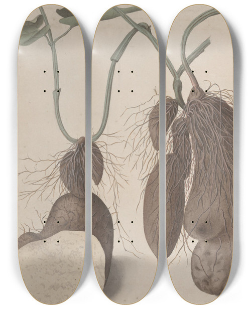Triptych art skateboard deck of Ren De Rabi Natural History Of Saint Domingue Pl148 by Ren de Rabi (1700-1785)
