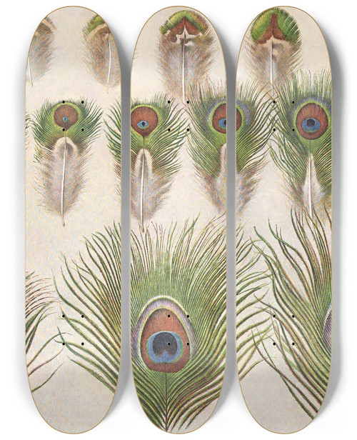 Triptych art skateboard deck of Henrik Gronvold Evolution Of The Eyes On A Peacocks Train by Henrik Gronvold (1858-1940)