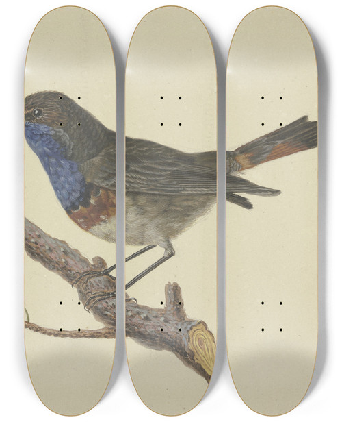 Triptych art skateboard deck of Ambrosius Gabler Blaukehlchen Auf Einem Kiefernzweig Sitzend Nach Links by Ambrosius Gabler