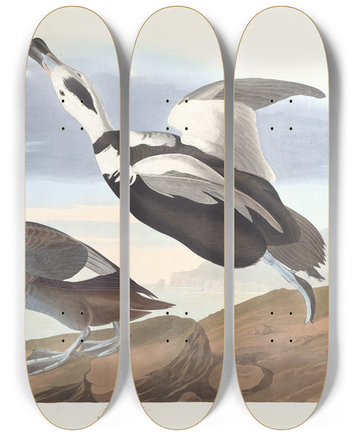 Triptych art skateboard deck of John James Audubon Pied Duck by John James Audubon (1785-1851)