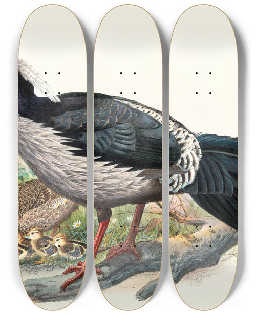 Triptych art skateboard deck of Joseph Smit Euplocomus Albocristatus by Joseph Smit (1836-1929)