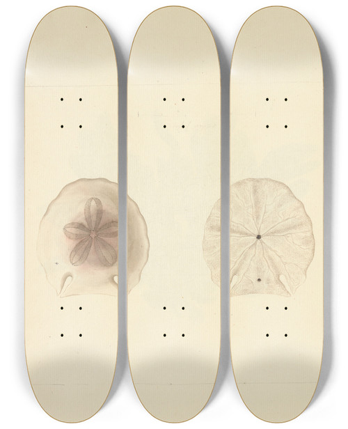 Triptych art skateboard deck of Luigi Balugani Clypeasteroida Sand Dollar by Luigi Balugani (1737-1770)