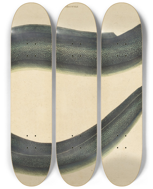 Triptych art skateboard deck of Mark Catesby The Muray Muraena Helena by Mark Catesby (1683-1749)