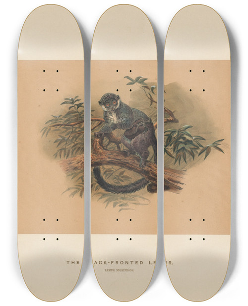 Triptych art skateboard deck of Joseph Wolf The Blackfronted Lemur_2 by Joseph Wolf (1820-1899)