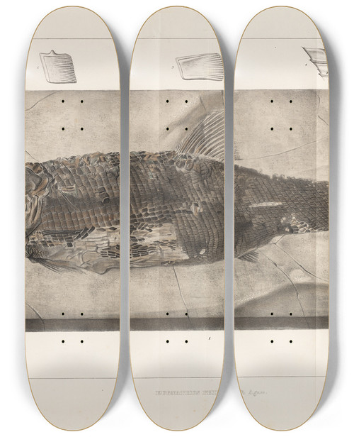 Triptych art skateboard deck of Louis Agassiz Recherches Sur Les Poissons Fossiles Pl220 by Louis Agassiz (1807-1873)