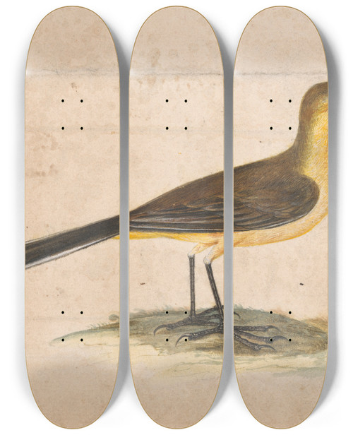 Triptych art skateboard deck of Thomas Atwood A Yellow Wagtail by Thomas Atwood