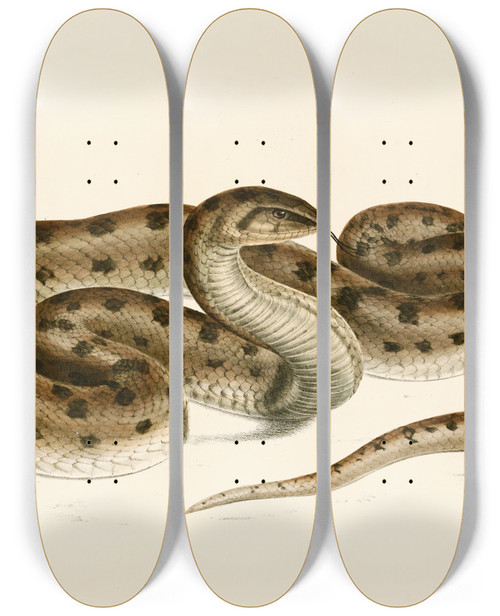 Triptych art skateboard deck of Sir Andrew Smith Coluber Canus Var A by Sir Andrew Smith (1797-1872)