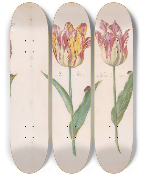 Triptych art skateboard deck of Jacob Marrel Sheet From A Tulip Book by Jacob Marrel (1613-1681)