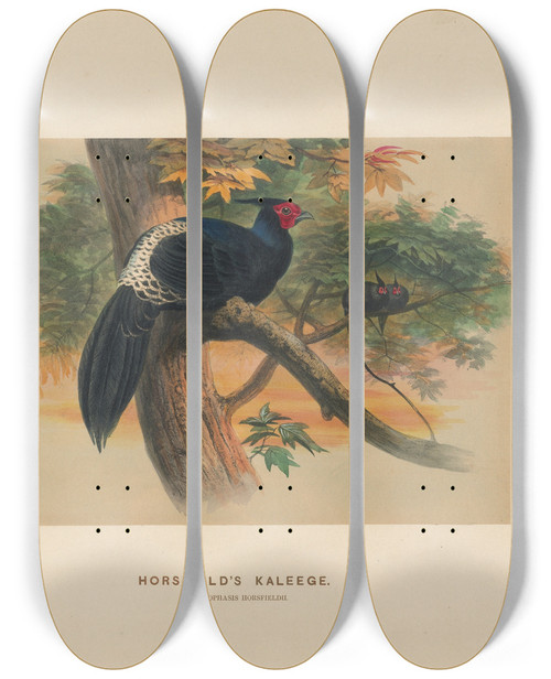 Triptych art skateboard deck of Joseph Wolf Horsfields Kaleege_2 by Joseph Wolf (1820-1899)
