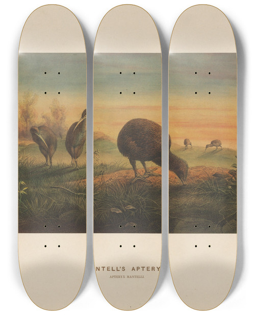Triptych art skateboard deck of Joseph Wolf Mantells Apteryx_2 by Joseph Wolf (1820-1899)
