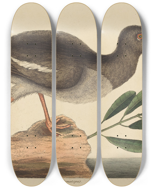 Triptych art skateboard deck of Mark Catesby The Oystercatcher Hoematopus Ostralegus by Mark Catesby (1683-1749)