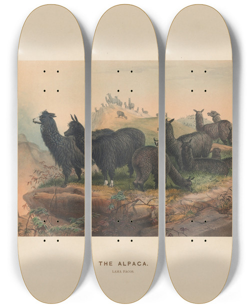 Triptych art skateboard deck of Joseph Wolf The Alpaca_2 by Joseph Wolf (1820-1899)
