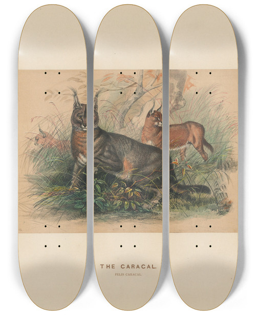 Triptych art skateboard deck of Joseph Wolf The Caracal_2 by Joseph Wolf (1820-1899)