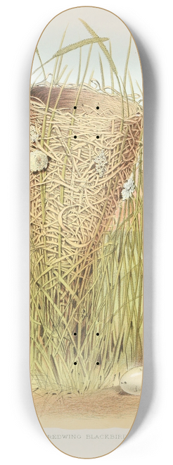Edwin L. Sheppard - Redwing Blackbird 8.25 inch art skate deck