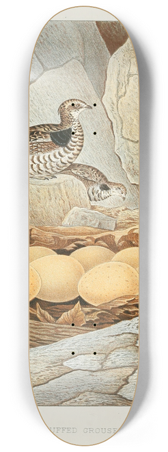 Edwin L. Sheppard - Ruffed Grouse 8.25 inch art skate deck