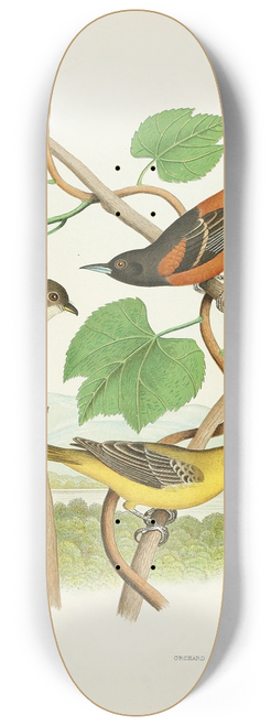 Edwin L. Sheppard - Wood Pewee, Orchard Oriole 8.25 inch art skate deck