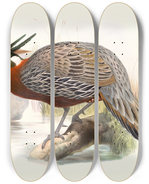 Triptych art skateboard deck of Joseph Smit Purcasia Duvauceli by Joseph Smit (1836-1929)