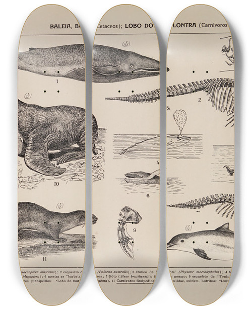 Triptych art skateboard deck of Rodolpho Von Ihering Atlas Da Fauna Do Brasil Pl33 by Rodolpho Von Ihering (1883-1939)