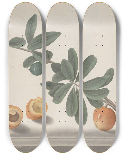 Triptych art skateboard deck of Ren De Rabi Natural History Of Saint Domingue Pl146 by Ren de Rabi (1700-1785)