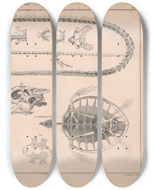 Triptych art skateboard deck of Lorenz Oken Allgemeine Naturgeschichte Fur Alle Stande Pl066 by Lorenz Oken (1779-1851)