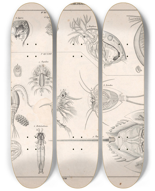 Triptych art skateboard deck of Lorenz Oken Allgemeine Naturgeschichte Fur Alle Stande Pl109 by Lorenz Oken (1779-1851)