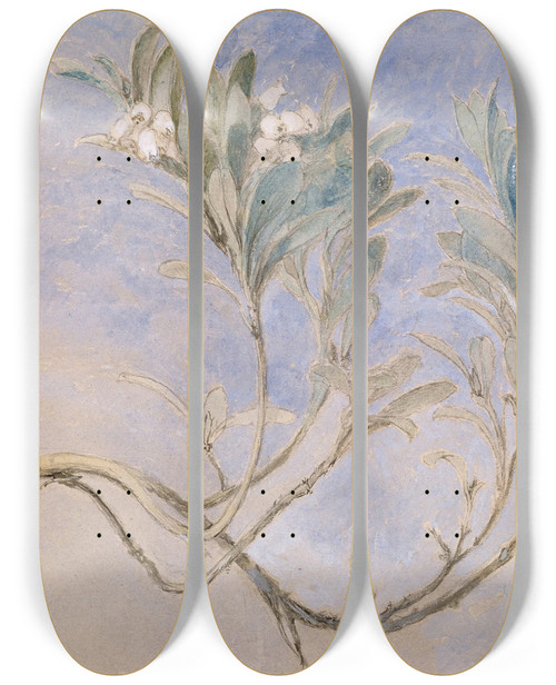 Triptych art skateboard deck of John Ruskin Study Of A Sprig Of A Myrtle Tree by John Ruskin (1819-1900)