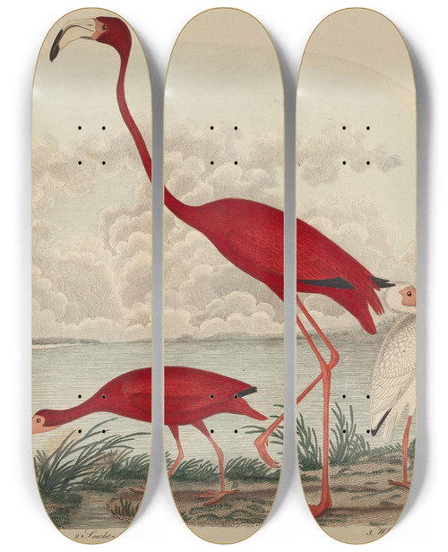 Triptych art skateboard deck of John G Warnicke Wood Ibis Scarlet Ibis Flamingo And White Ibis by John G Warnicke (1818)