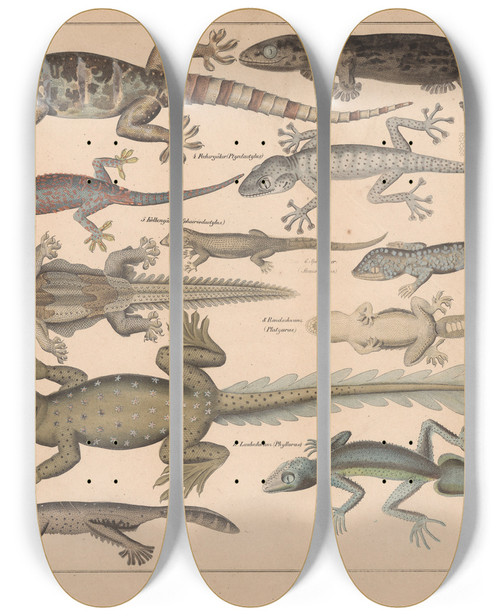 Triptych art skateboard deck of Lorenz Oken Allgemeine Naturgeschichte Fur Alle Stande Pl064 by Lorenz Oken (1779-1851)