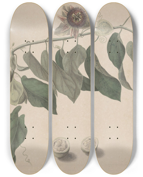 Triptych art skateboard deck of Ren De Rabi Natural History Of Saint Domingue Pl165 by Ren de Rabi (1700-1785)