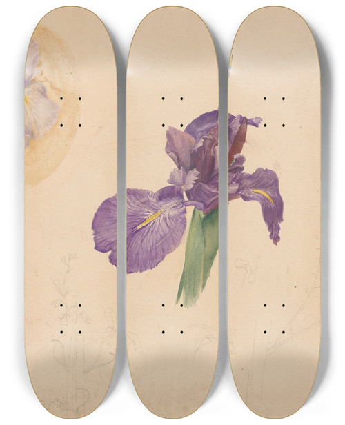 Triptych art skateboard deck of Willem Van Konijnenburg Studies Van Een Iris En Ridderspoor by Willem van Konijnenburg (1868-1943)