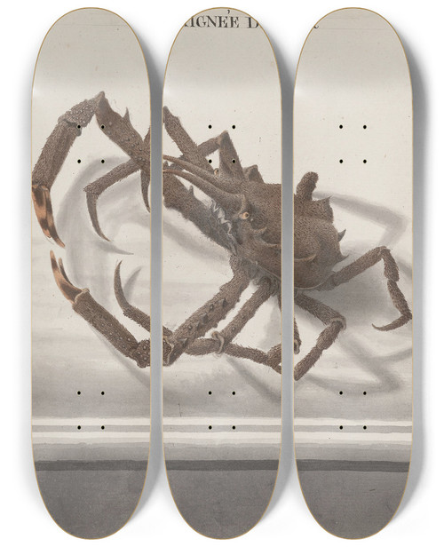 Triptych art skateboard deck of Ren De Rabi Natural History Of Saint Domingue Pl128 by Ren de Rabi (1700-1785)