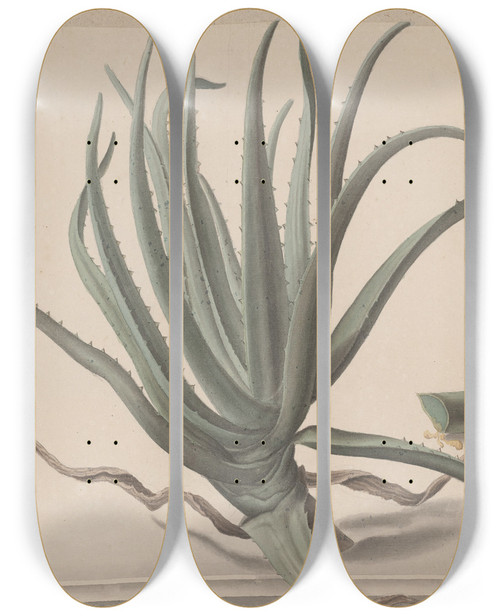 Triptych art skateboard deck of Ren De Rabi Natural History Of Saint Domingue Pl163 by Ren de Rabi (1700-1785)