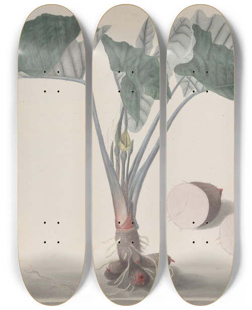 Triptych art skateboard deck of Ren De Rabi Natural History Of Saint Domingue Pl156 by Ren de Rabi (1700-1785)